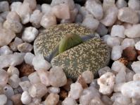 Thumbnail of 2011_Lithops spec._20170915(1).JPG